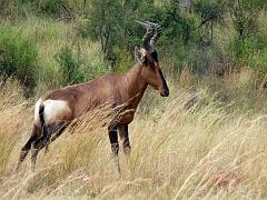 090516_Pilanesberg 083